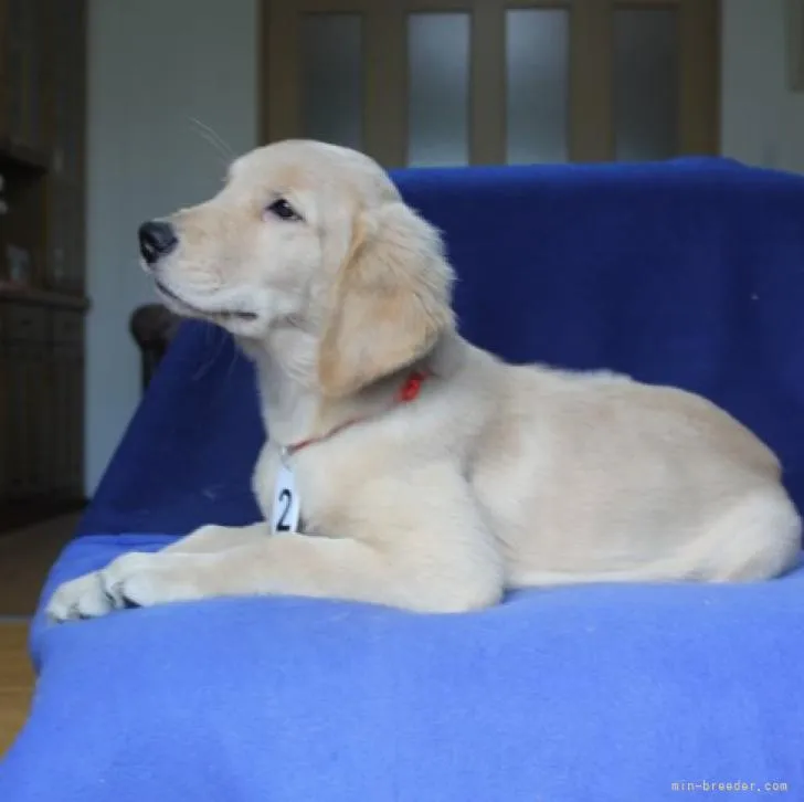 ID：2208-04853の子犬