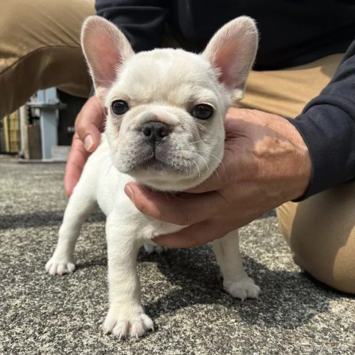 ID：2505-04697の子犬