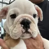 ブルドッグ