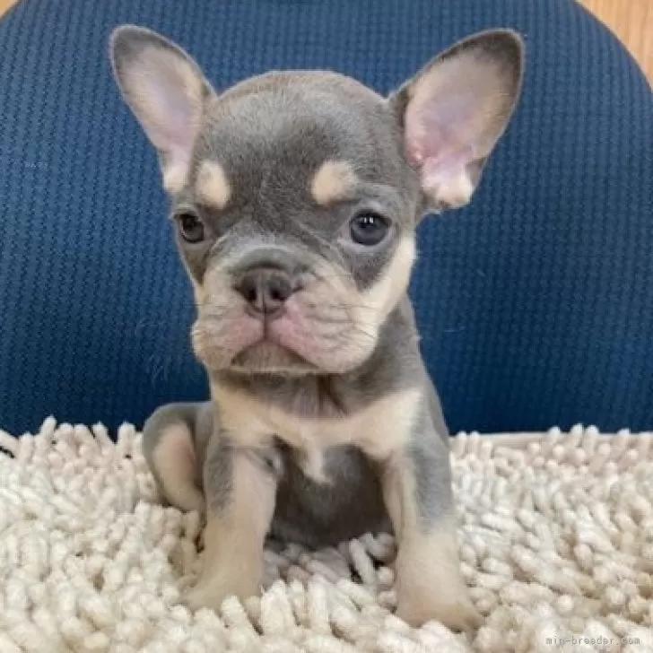 ID：2407-05950の子犬