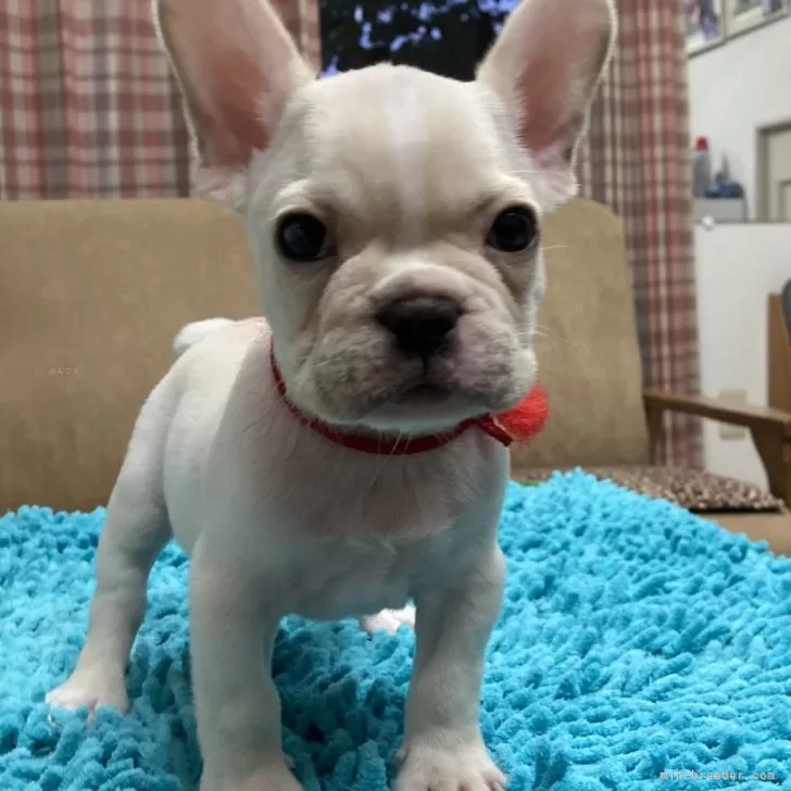 Ｍ.Ｈ 様のお迎えした子犬