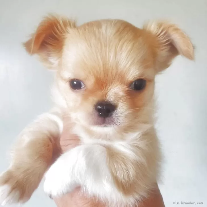 ID：2509-00425の子犬