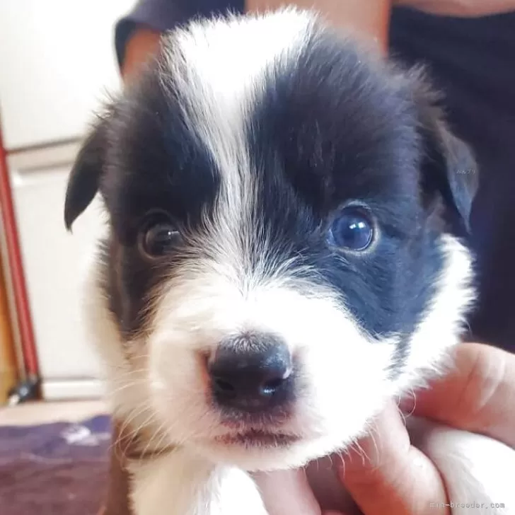 ID:2509-00393の子犬