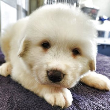 グレートピレニーズ【栃木県・男の子・2025年8月8日・ホワイト】の写真「もふもふでとっても可愛い男の子です♪」