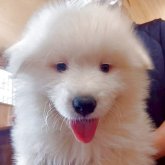 サモエド