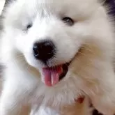 サモエド