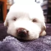 グレートピレニーズ