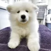 サモエド