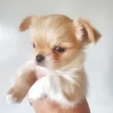 チワワ(ロング)【栃木県・女の子・2025年7月3日・クリーム】の写真4