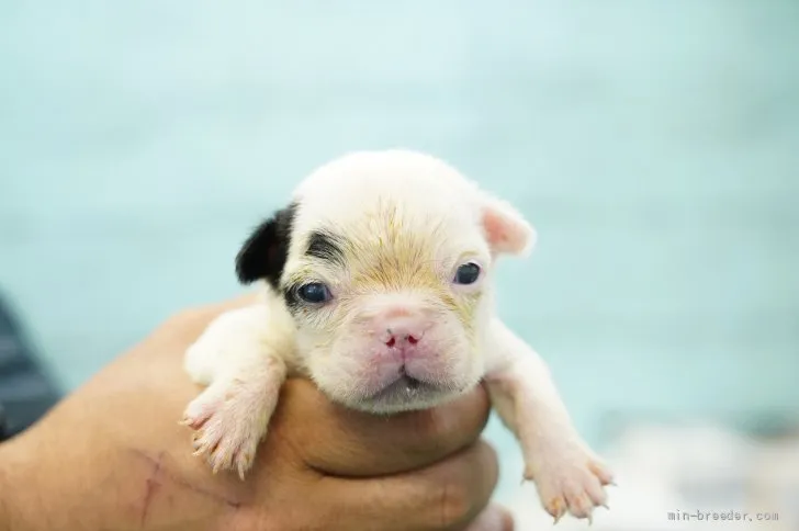ID:2111-01730の子犬