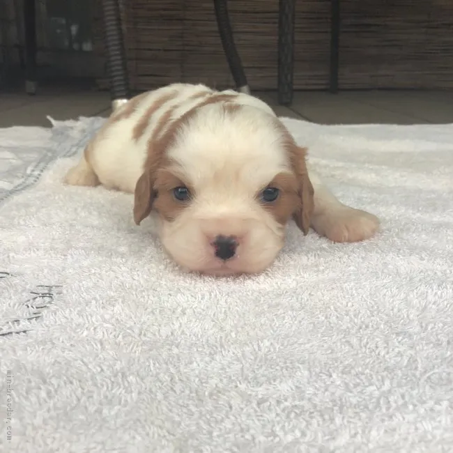 ID：1907-01165の子犬