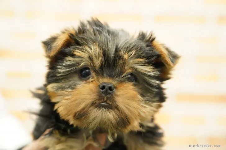 ヨーキー 様のお迎えした子犬