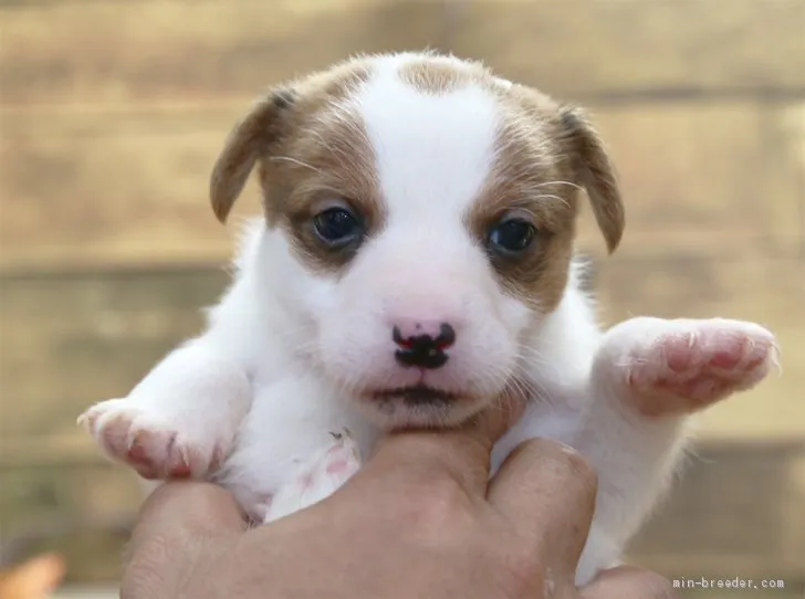 きーちゃん 様のお迎えした子犬