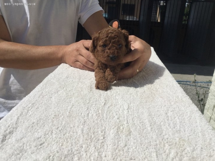 ID:1710-00249の子犬
