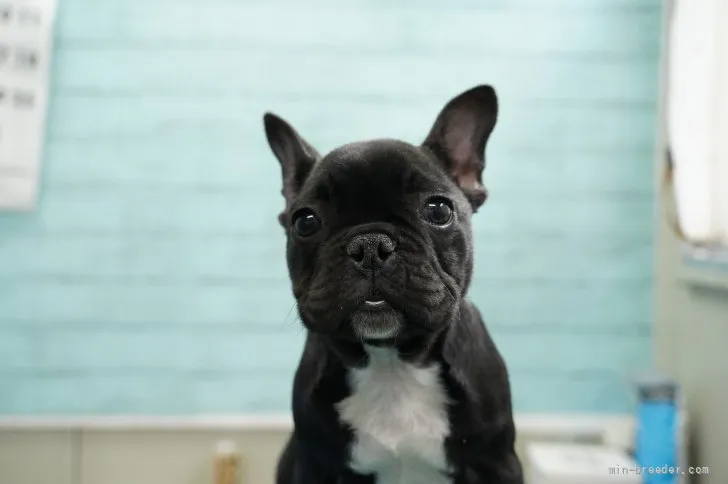 ID:2110-01942の子犬