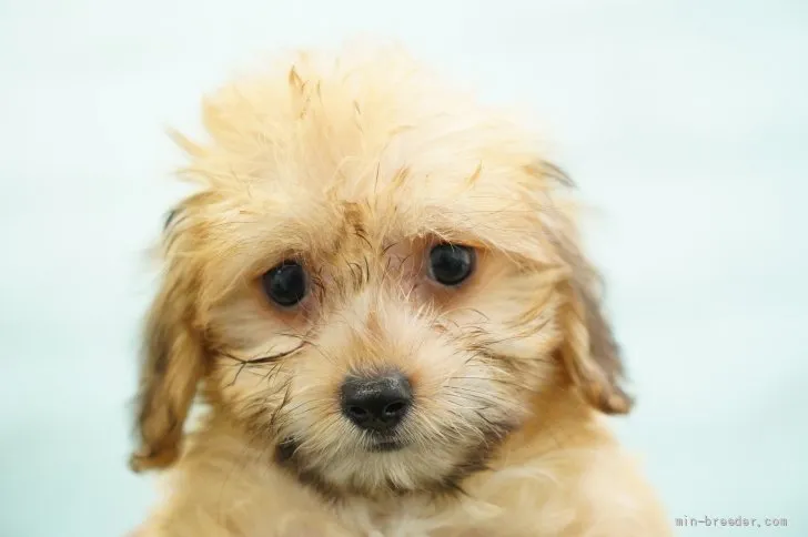 ID:2107-04113の子犬