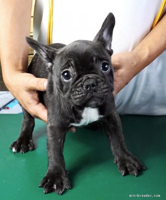 フレンチブルドッグ 栃木県 女の子 年6月22日 ブリンドル ヨーロッパ系 超優良血統です みんなのブリーダー 子犬id 07