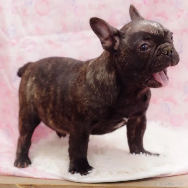 S.H 様のお迎えした子犬