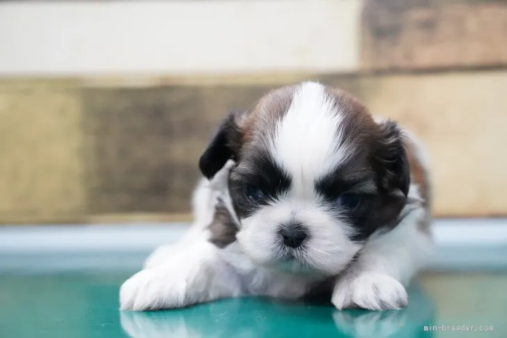 ちゃぽママ 様のお迎えした子犬