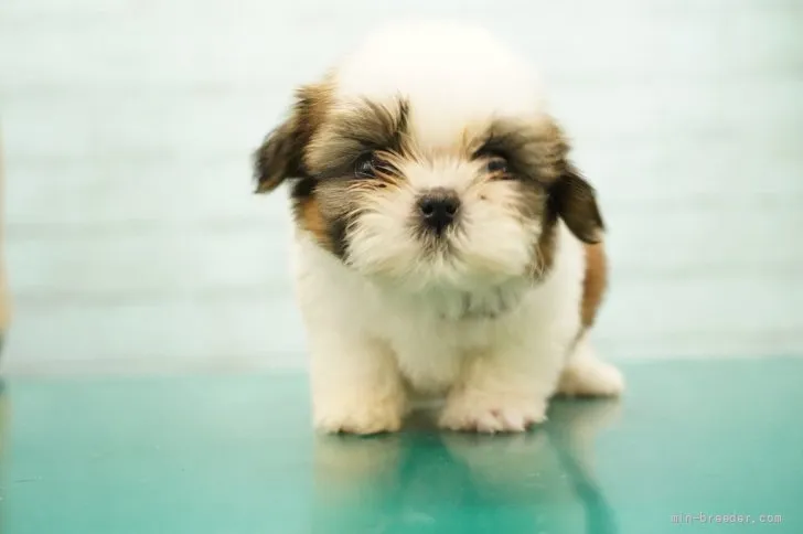 ID:2109-02396の子犬