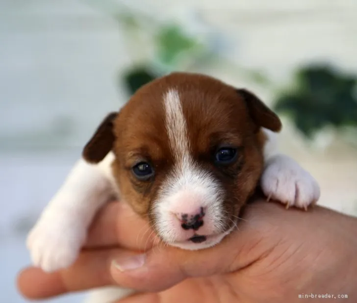 ID：2003-02907の子犬