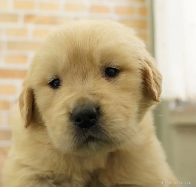 ID：2105-02322の子犬