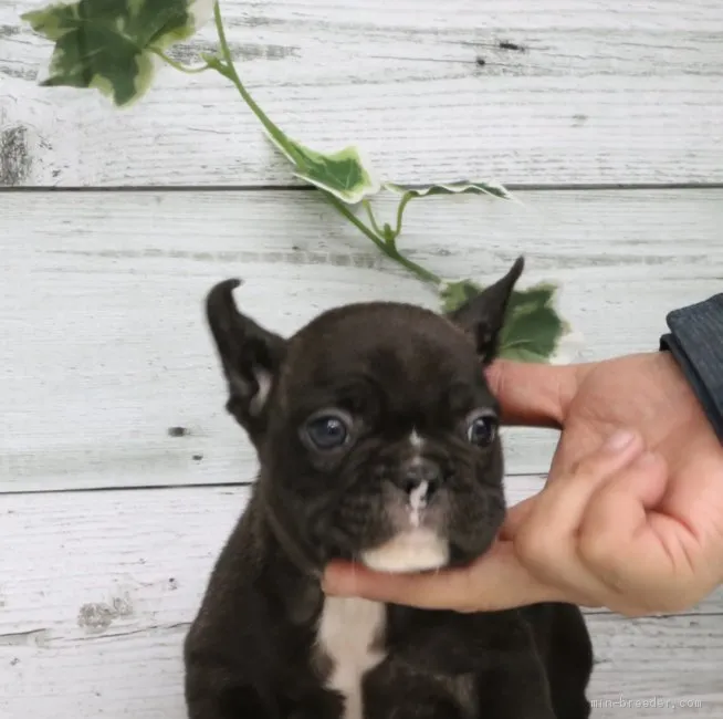 吾郎 様のお迎えした子犬