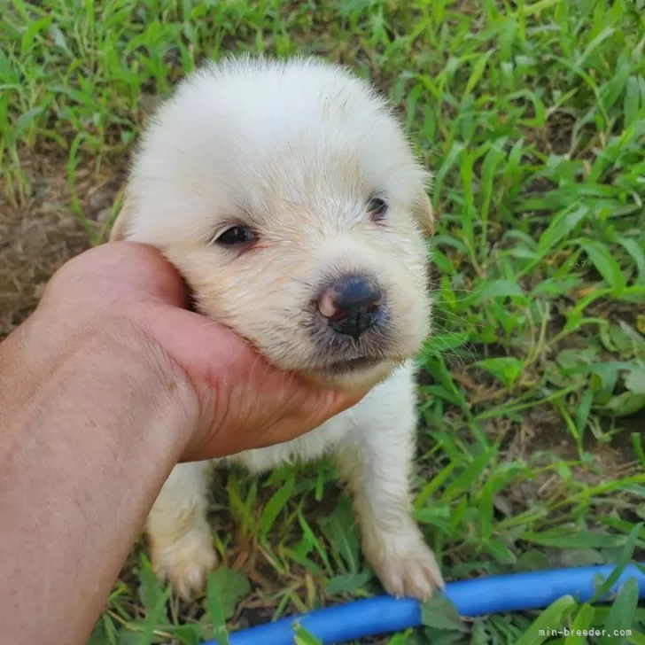 ID:2408-00843の子犬