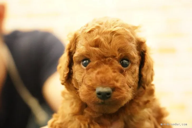 ID:2106-00480の子犬