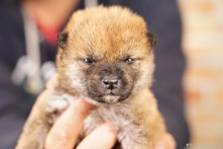 ID:2103-02694の子犬