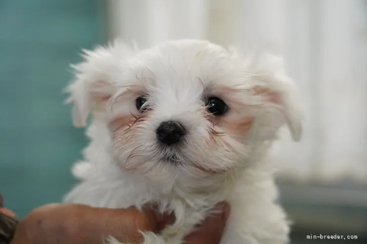 ID:2111-01713の子犬