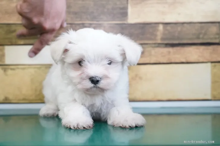 Y.T 様のお迎えした子犬