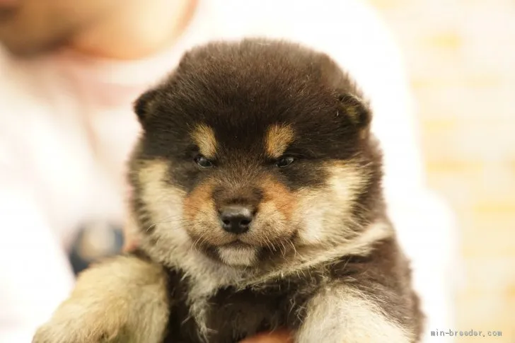 ID：2103-01281の子犬