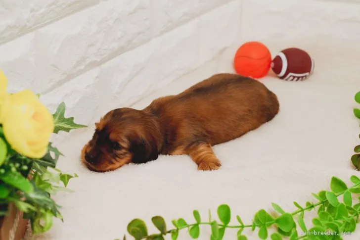 ID:2202-02010の子犬