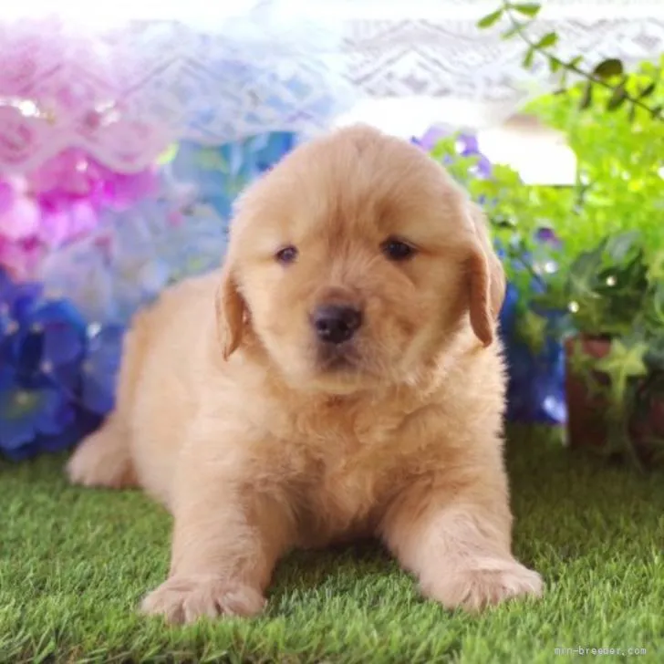 ID：2205-02096の子犬