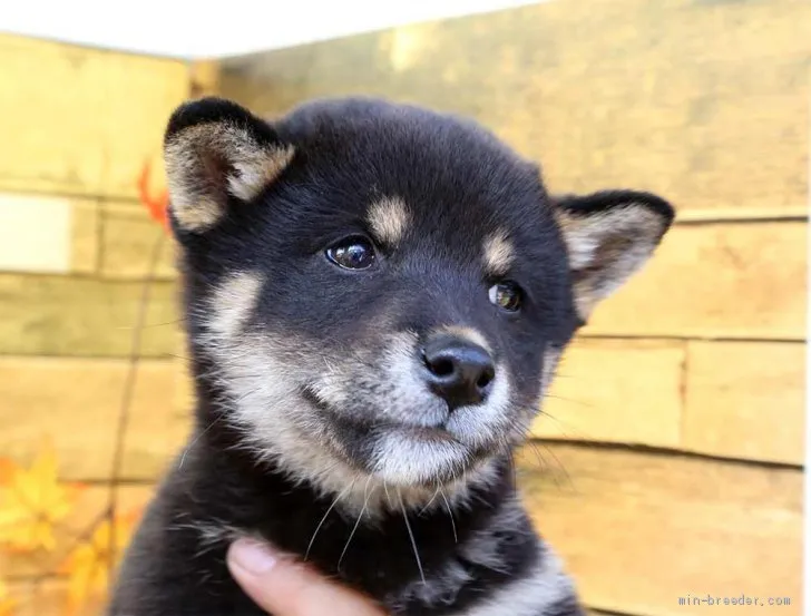 ID：1910-02024の子犬