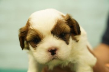 MIX(シーズーxキャバリア)【栃木県・男の子・2021年6月11日・ホワイト&ゴールド】の写真「人気のシーキャバちゃん」