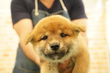 柴犬(標準サイズ)【栃木県・女の子・2021年4月25日・赤】の写真「小ぶりです」