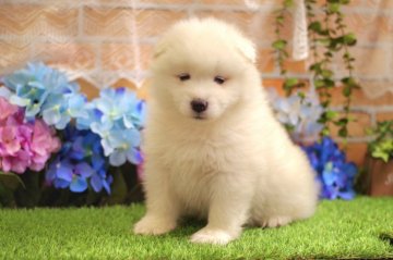 サモエド【栃木県・女の子・2022年4月12日・ホワイト】の写真「白レースリボン♪ふわふわ女の子♪」