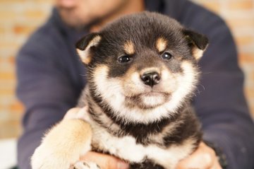 柴犬(標準サイズ)【栃木県・女の子・2021年2月5日・黒】の写真「かわいくなり過ぎました！！」