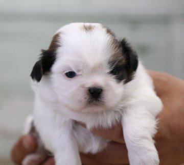 シーズー【栃木県・女の子・2020年5月18日・ホワイト&ゴールド】の写真「片パンチの女の子！両親共に遺伝子検査クリアです！」