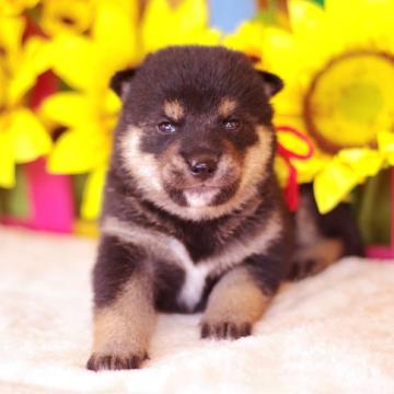 柴犬(標準サイズ)【栃木県・男の子・2022年6月28日・黒】の写真「黒柴♪男の子🐶」