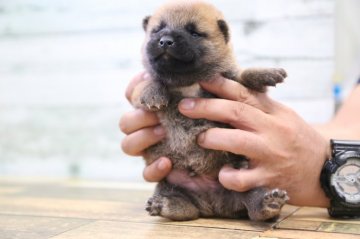 柴犬(標準サイズ)【栃木県・男の子・2020年8月2日・赤】の写真「小振りな柴犬です」