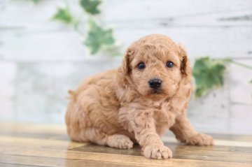 トイプードル(トイ)【栃木県・男の子・2020年5月20日・アプリコット】の写真「人気のアプリコットの坊ちゃんです。」