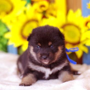 柴犬(標準サイズ)【栃木県・女の子・2022年6月28日・黒】の写真「黒柴♪女の子」