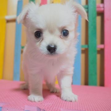 チワワ(ロング)【栃木県・男の子・2022年8月31日・クリーム】の写真「ちびちびちゃん」