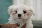 マルチーズ【栃木県・男の子・2021年10月28日・ホワイト】の写真1「12/23」