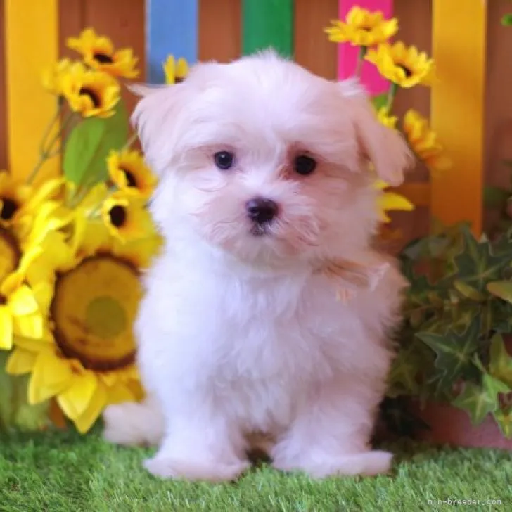 ID:2206-02844の子犬
