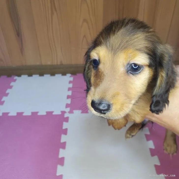 ID:2211-02035の子犬