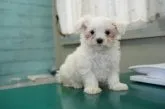 マルチーズ【栃木県・男の子・2021年10月28日・ホワイト】の写真2「12/23」